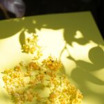 我闻不见的桂花香